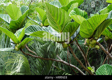 Ficus Dammaropsis, Kapiak, Fig de Nouvelle-Guinée, fruit à pain des Highlands, Whangarei Quarry Gardens, nouvelle-Zélande Banque D'Images