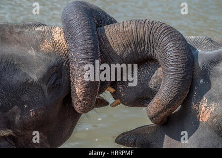 Les jeunes éléphants wrestle en utilisant leurs malles pour jouer. Parc national. Orphelinat Pinnawala Elephant. Le Sri Lanka. Banque D'Images