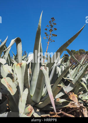 Fleurs d'agaves avec vu de dessus Banque D'Images