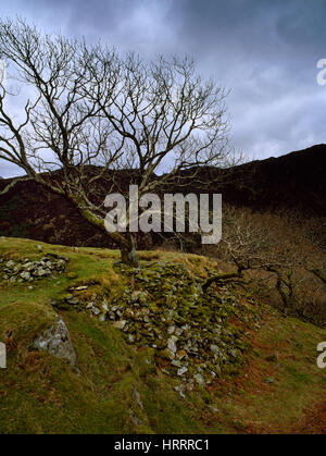 Vestiges d'une tour rectangulaire médiévale du Welsh Princes d'âge sombre citadelle de Dinas Emrys sur un affleurement rocheux au-dessus de la rivière Afon Glaslyn. Banque D'Images