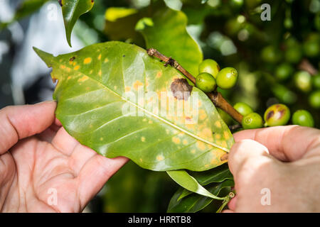 La rouille orangée (Hemileia vastatrix) est examinée sur une plantation de café dans la région de San Marcos de Tarrazoe, Costa Rica. Banque D'Images