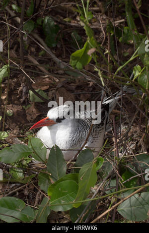 Phaéton à bec rouge (Fregata magnificens). Un oeuf en incubation adultes, nichent sur le sol. Février. Little Tobago Island. Trinité-et-Tobago. Caribbe Banque D'Images