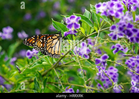 Papillon monarque reposant sur des fleurs violet et blanc Banque D'Images