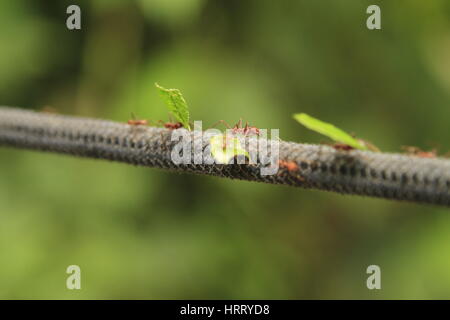 Les fourmis traversant une corde sur le Rio Buritaca, Colombie Banque D'Images