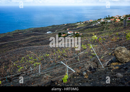 Vignes, Fuencaliente. La Palma. Une vue sur la montagne, les vignobles où les vignes poussent dans le riche sol de lave. Ils produisent une variété de vins dans cette région et leur variété la plus connue est le Malvasia. Un village local peut être vu au-delà des vignobles. À cette altitude la vapeur d'eau du nuage est visible longeant la côte. C'est un jour lumineux jour brumeux avec plusieurs nuages en mouvement rapide. Banque D'Images