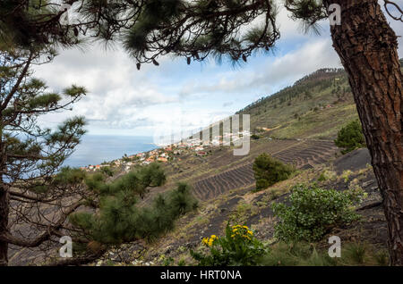 Vignes, Fuencaliente. La Palma. Une vue sur la montagne, les vignobles où les vignes poussent dans le riche sol de lave. Un règlement local établit au-delà des vignes cultivées. Banque D'Images