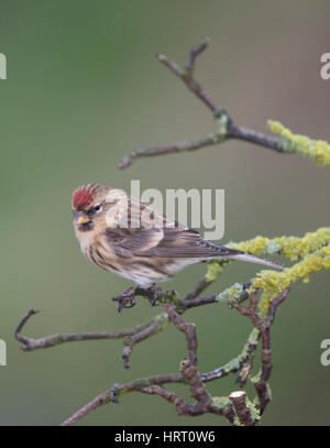 Sizerin flammé (Carduelis flammea) sur un lichen couvertes,direction des galles/Shropshire frontières, uk,hiver,2017 Banque D'Images