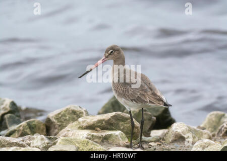 Barge à queue noire (Limosa limosa) sur un rivage rocailleux Banque D'Images