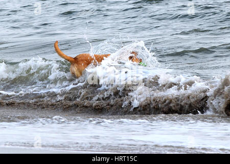 Chien jouant dans la Holden Beach surf. Banque D'Images