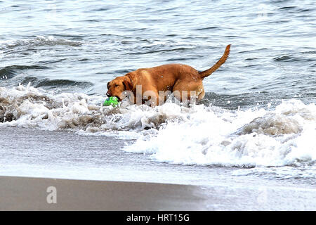 Chien jouant dans la Holden Beach surf. Banque D'Images