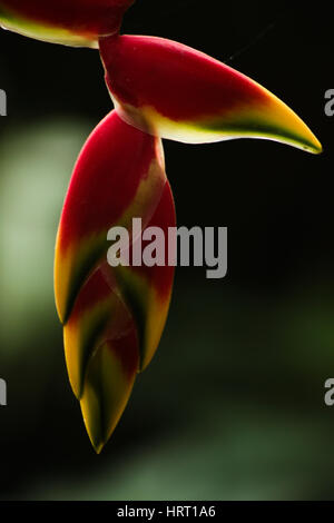 Fleur jaune et rouge - Heliconia Rostrata de détail sur un arrière-plan flou vert. Banque D'Images