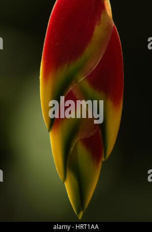 Fleur jaune et rouge - Heliconia Rostrata de détail sur un arrière-plan flou vert. Banque D'Images