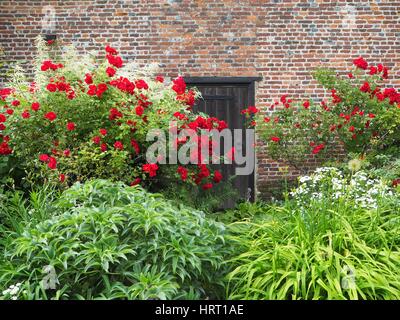 Roses rouges et de feuillage autour de la porte de bois de Chenies Manor House wall. Une belle plante frontière sur le mur sud en plein été. Banque D'Images