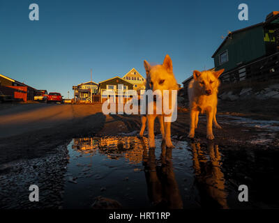 Groenland chien chiot, Ilulissat, Groenland, Greenlandt Banque D'Images