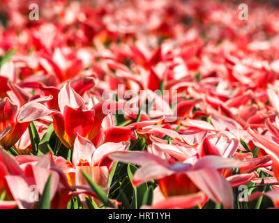 Blooming tullips à Keukenhof, aux Pays-Bas Banque D'Images