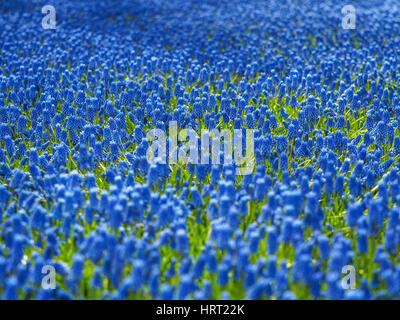 Muscari fleurs jacinthes fleurs à Keukenhof, aux Pays-Bas Banque D'Images