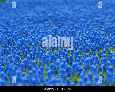 Muscari fleurs jacinthes fleurs à Keukenhof, aux Pays-Bas Banque D'Images