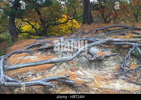 Les arbres d'automne colorés montent la garde derrière les racines exposées à Starved Rock State Park. La détérioration peut grès pas caché les racines exposées. Banque D'Images