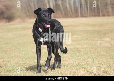 Chien noir dans la nature Banque D'Images