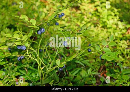 Le Blueberry Bush couverts de fruits mûrs dans les rayons du soleil dans la forêt. Banque D'Images