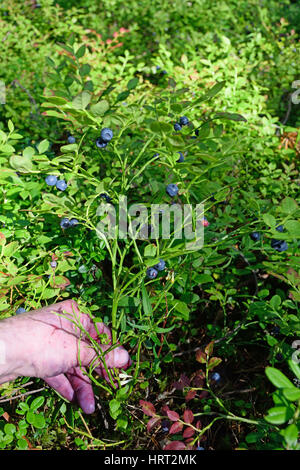 Le Blueberry Bush couverts de fruits mûrs dans les rayons du soleil dans la forêt de la part du collectionneur de baies. Banque D'Images