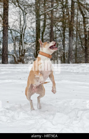 Staffordshire Bull Terrier dans le saut sur un snow Banque D'Images