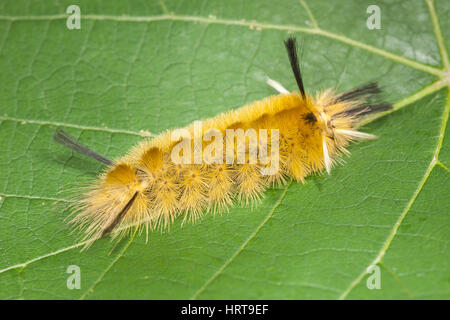 Une Halysidota tessellaris à houppes (caterpillar) (larve) sur une feuille. Banque D'Images