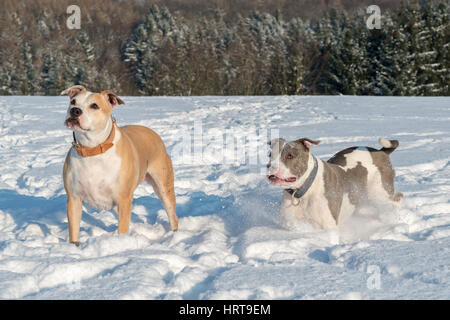 Deux exécutant staffordshire bull terriers dans la neige Banque D'Images