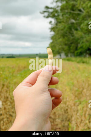 Main tenant une dosette de soja avec un paysage de plantation sur une ferme. Banque D'Images