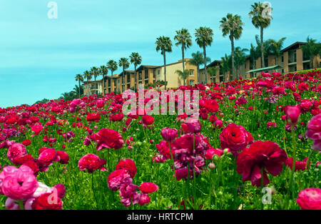 Des rangées de fleurs colorées se développent sur une colline à Carlsbad, en Californie. Banque D'Images