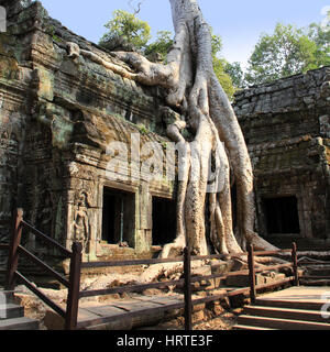 Ta Phrom Temple dans le parc d'Angkor, Cambodge Banque D'Images