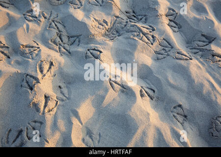 Empreintes de mouettes sur la plage, Sardaigne, Italie Banque D'Images