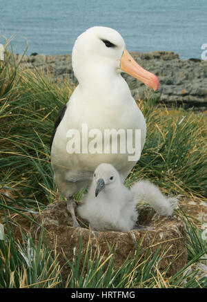 Albatros à sourcils noirs (Thalassarche melanophris) des profils avec jeune poussin sur son nid, Îles Falkland Banque D'Images