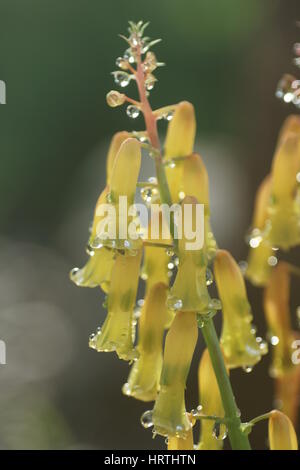 Lachenalia aloides Banque D'Images