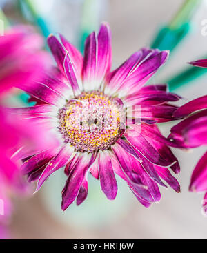 Gros plan du bouquet de fleurs gerbera violet fanée dans un vase Banque D'Images