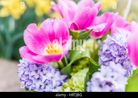 Bouquet de tulipes roses ouvert avec jacinthe bleu pourpre fleurs et gouttes d'eau Banque D'Images