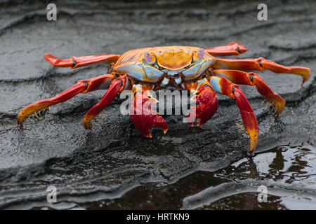 Brillamment colorées Sally Lightfoot crab (Grapsus grapsus) cherchant de la nourriture près de la mer dans les îles Galapagos, en Équateur. Banque D'Images