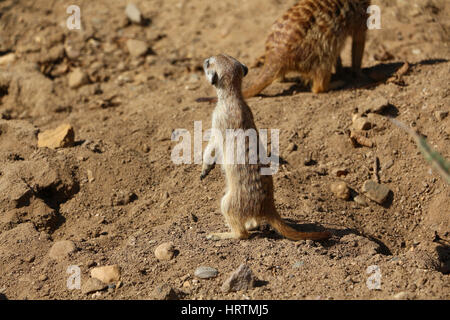 Meerkat permanent Banque D'Images