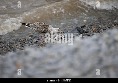 Goéland marin (Larus marinus) Banque D'Images