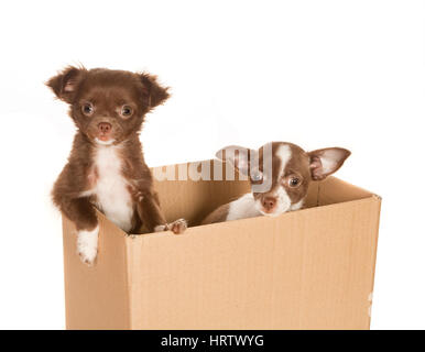 Deux chiens chihuahua chiot dans une boîte de papier brun Banque D'Images