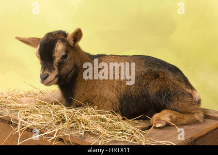 Dix jours little brown baby chèvres naines Banque D'Images