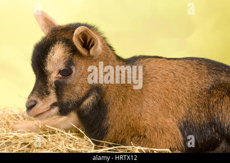 Dix jours little brown baby chèvres naines Banque D'Images