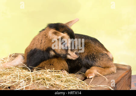 Dix jours little brown baby chèvres naines Banque D'Images