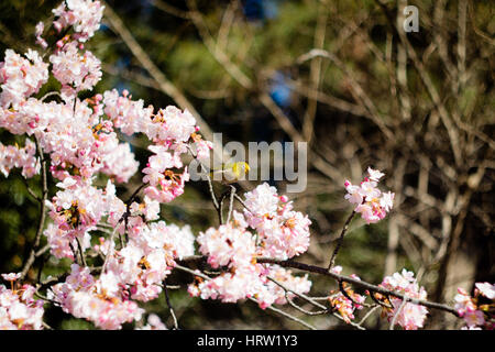 Un quartier animé japonais Mejiro (White-Eye) se nourrissant dans un prunier dans un jardin au début du printemps à Tokyo, Japon. Banque D'Images