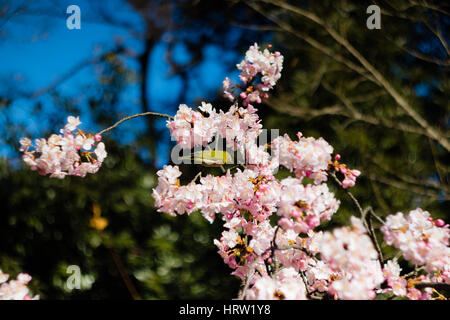 Un quartier animé japonais Mejiro (White-Eye) se nourrissant dans un prunier dans un jardin au début du printemps à Tokyo, Japon. Banque D'Images