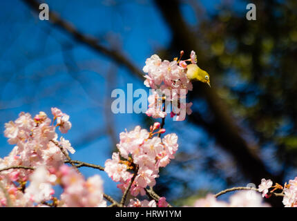 Un quartier animé japonais Mejiro (White-Eye) se nourrissant dans un prunier dans un jardin au début du printemps à Tokyo, Japon. Banque D'Images