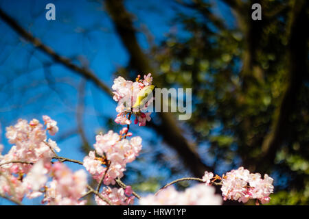 Un quartier animé japonais Mejiro (White-Eye) se nourrissant dans un prunier dans un jardin au début du printemps à Tokyo, Japon. Banque D'Images