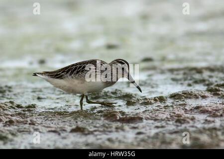 Bec large Sandpiper Banque D'Images