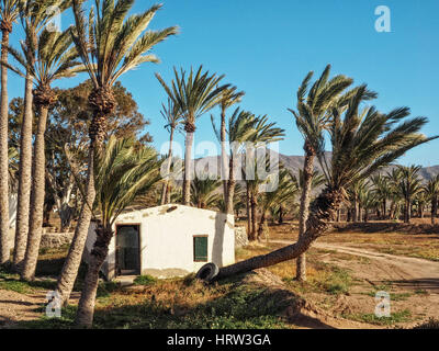 Vieille maison blanche entre les palmiers à Fuerteventura, Îles Canaries Banque D'Images