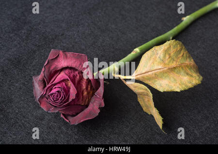 Rose rouge flétries sur fond texturé noir Banque D'Images